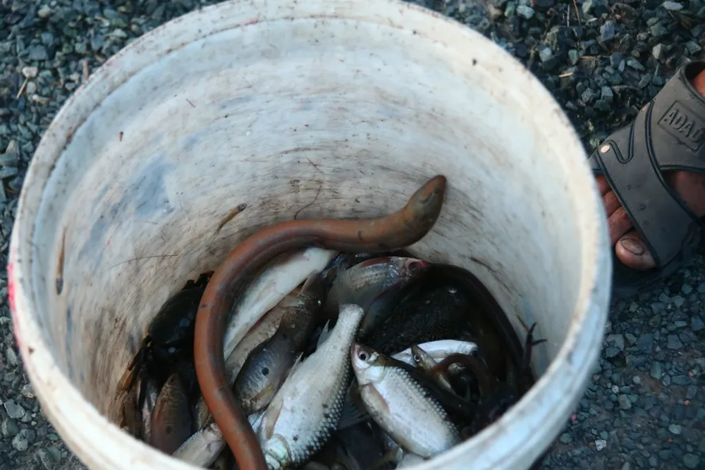 Nhiều loại cá, tôm tép, cua, lươn đồng người dân thu được sau khi kéo dớn, thả lưới