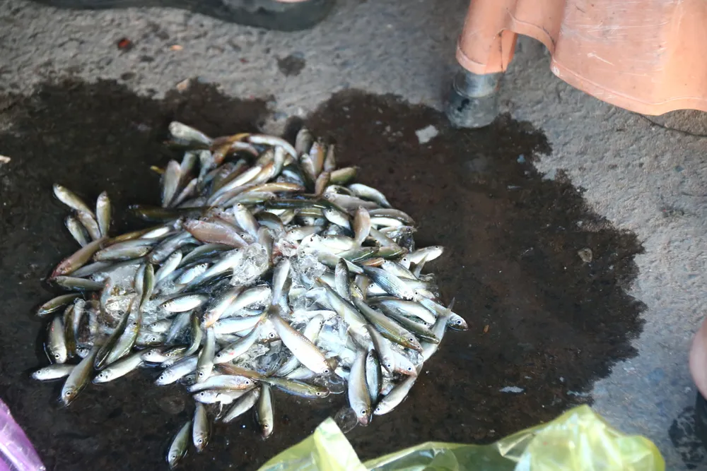 Cá linh non đầu mùa lũ