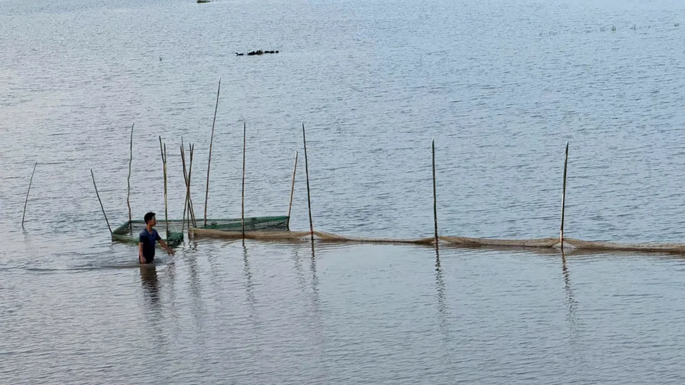 Giá cá linh non dao động từ 100.000-120.000 đồng/kg, nhiều người dân ở Thường Phước có thể kiếm tiền triệu mỗi ngày