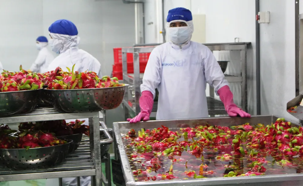 Thanh long xuất khẩu