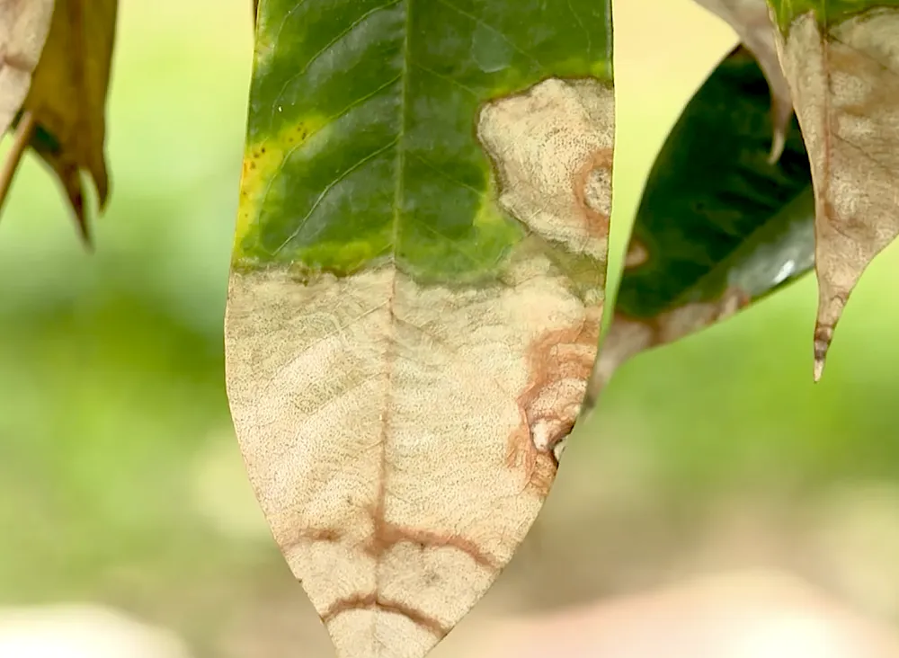 SAU RIENG BENH CHET NGUOC10.png