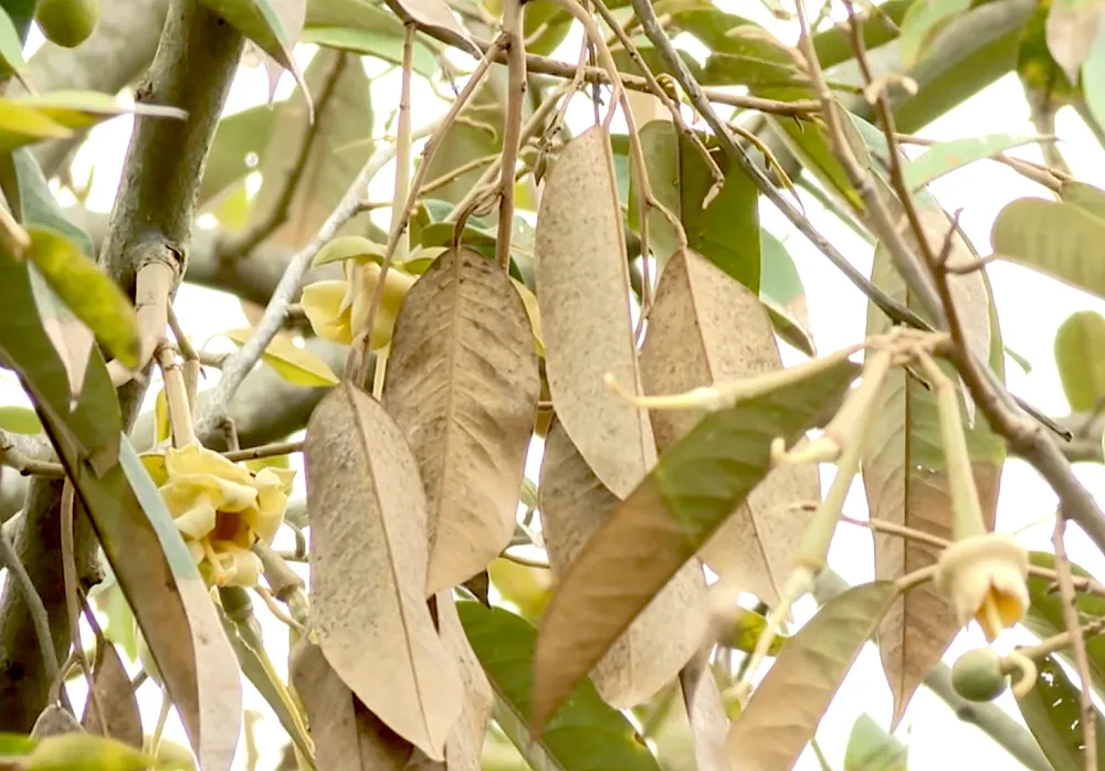 SAU RIENG BENH CHET NGUOC3.png