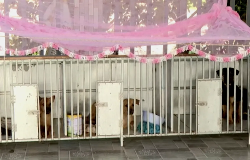 Đàn chó của một hộ dân xã Tràm Chim đang được cách ly theo dõi dịch bệnh