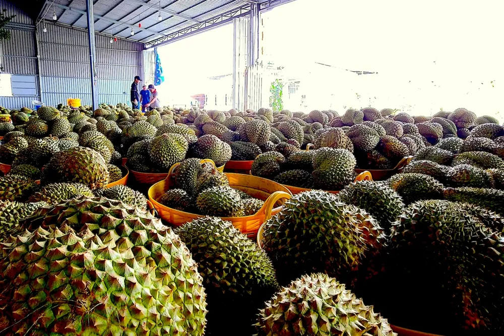 SAU RIENG - TIEN GIANG1.jpg