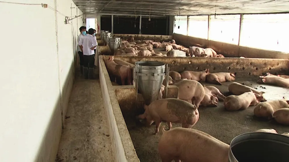 chan nuoi heo tai tien giang.jpg