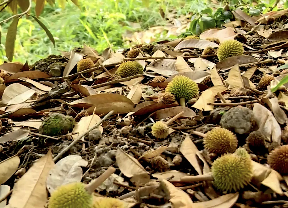 SAU RIENG NON RUNG.png