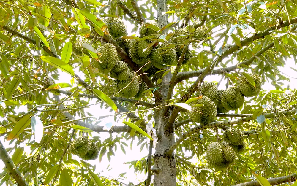 SAU RIENG 202610.png