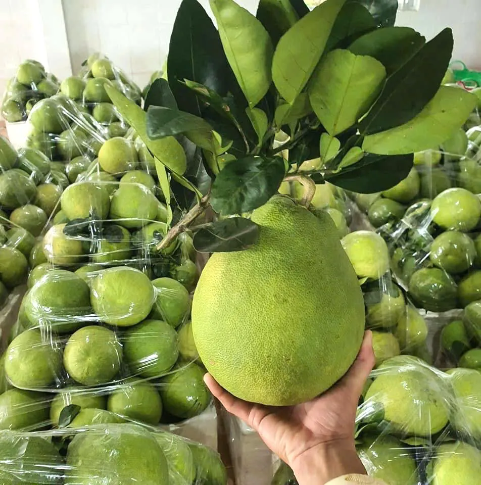 Toàn tỉnh Đồng Tháp có khoảng 4.364ha bưởi