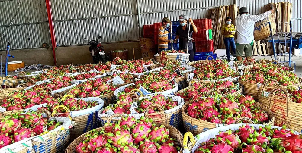 Thanh long ruột trắng rớt giá chỉ còn từ 4.000 - 5.000 đồng/kg