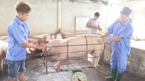 Ngân hàng tham gia giải cứu ngành chăn nuôi heo ảnh 1