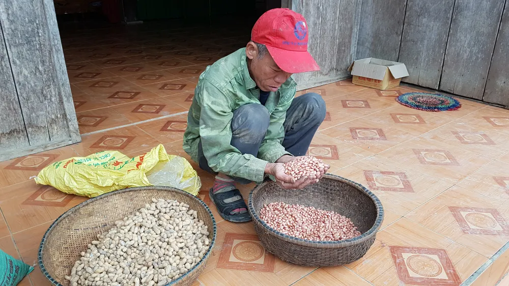 Quảng Bình: Đề nghị xử lý Chủ tịch huyện đưa giống dỏm về cho dân nghèo ảnh 1