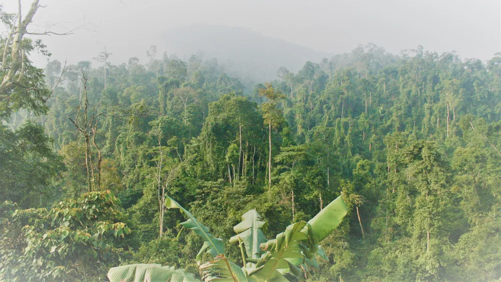 Quảng Bình: Giám đốc rừng phòng hộ “mất tích”