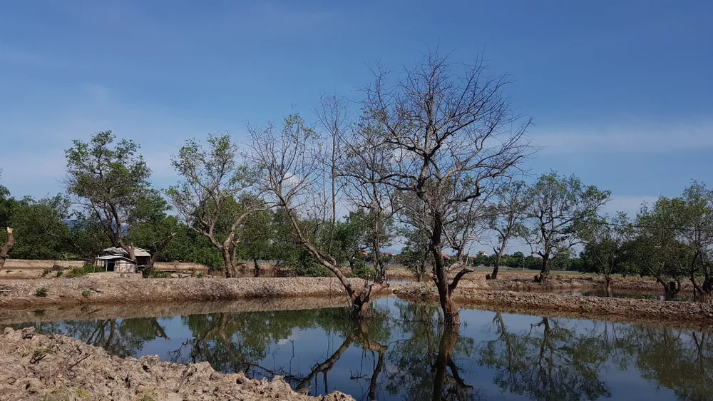 Tan hoang rừng ngập mặn bên sông Kiến Giang ảnh 1