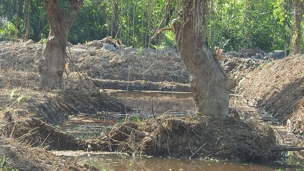 Tan hoang rừng ngập mặn bên sông Kiến Giang ảnh 2