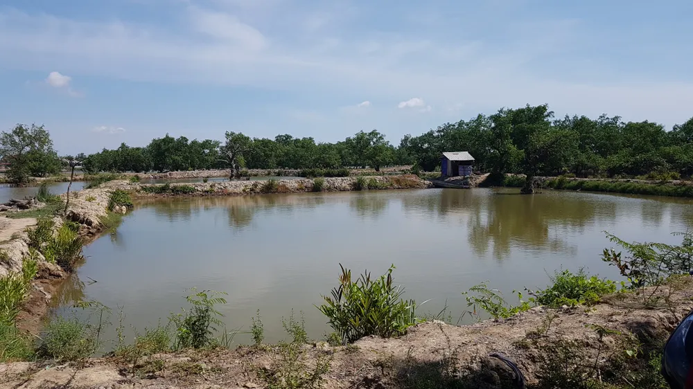 Tan hoang rừng ngập mặn bên sông Kiến Giang ảnh 3