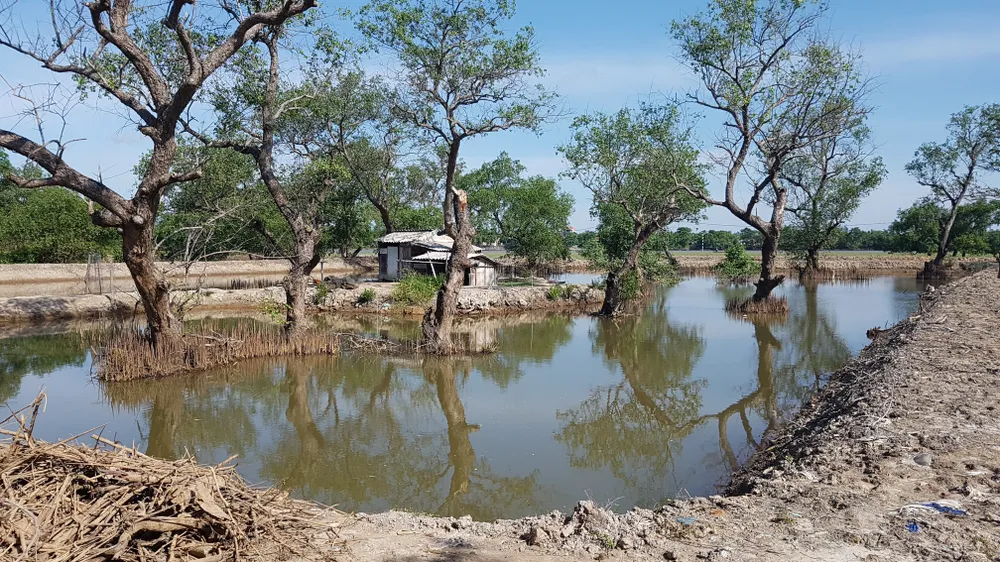 Tan hoang rừng ngập mặn bên sông Kiến Giang ảnh 4