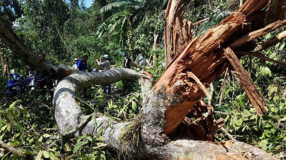 Tan tác đường lên A Rem ảnh 16