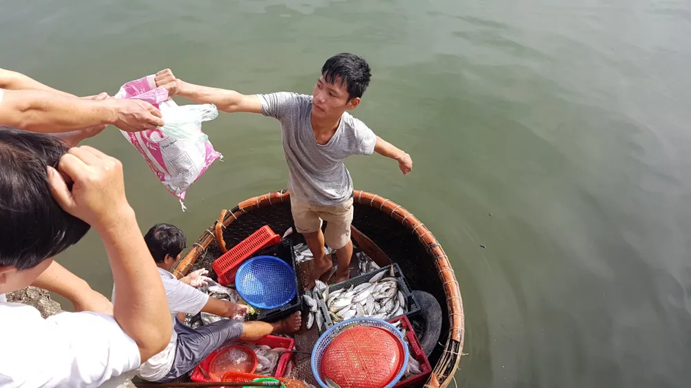 VIDEO: Trúng mẻ cá mòi 5 tạ trên sông Nhật Lệ ảnh 2