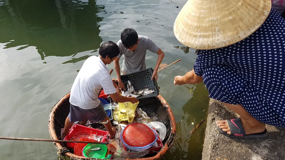 VIDEO: Trúng mẻ cá mòi 5 tạ trên sông Nhật Lệ ảnh 3