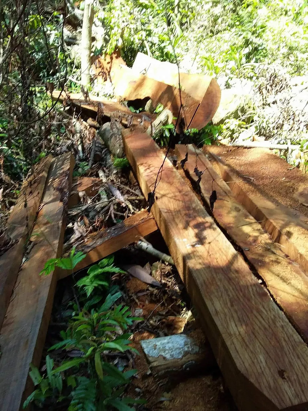 Quảng Bình: Nguyên đội trưởng kiểm lâm cơ động bị kỷ luật vì để lâm tặc lộng hành ảnh 1