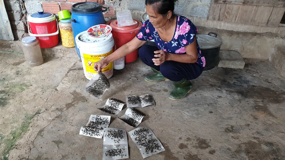 “Giặc ruồi” tấn công hàng ngàn hộ dân gần trại bò ảnh 1