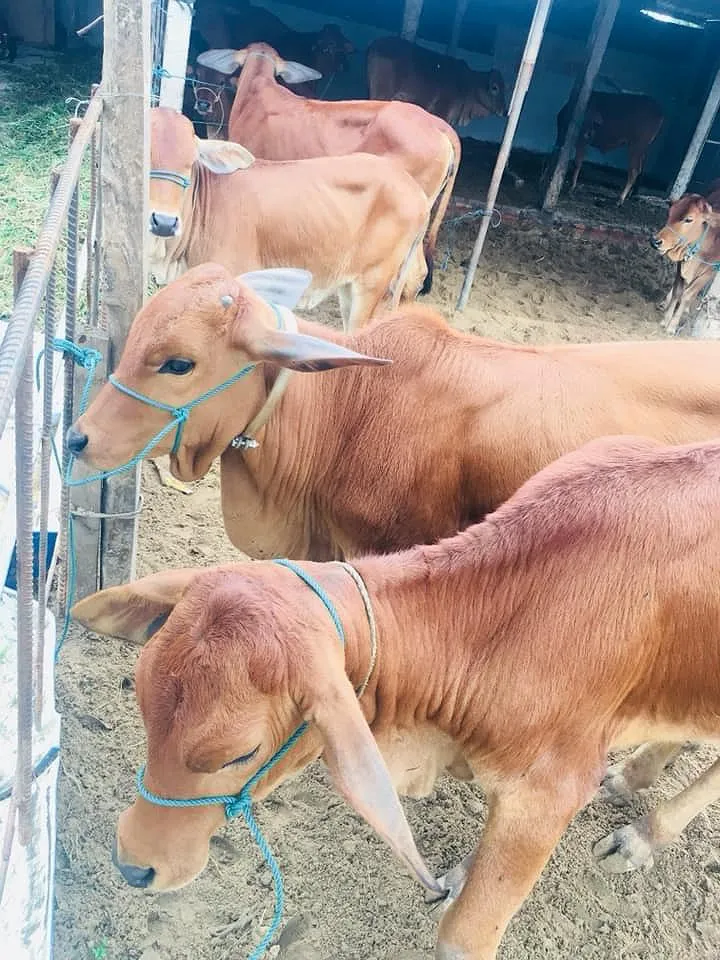 Cấp bò bệnh tụ huyết trùng khiến dân nghèo điêu đứng ảnh 1