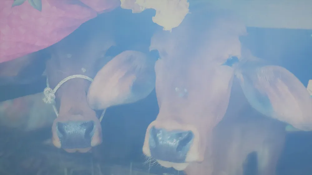 Quảng Bình: hơn 15.000 cây giống “đểu” cho dân nghèo trồng rừng ảnh 1