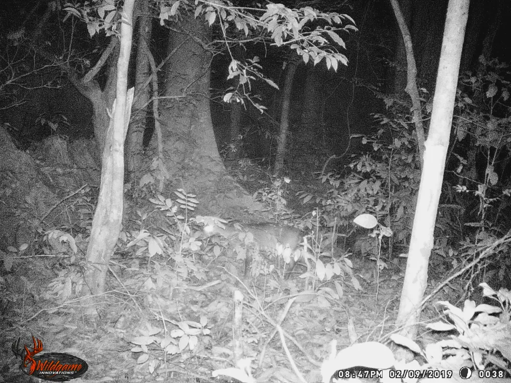 Loài Sao La lọt vào bẫy ảnh ở Phong Nha - Kẻ Bàng ảnh 1