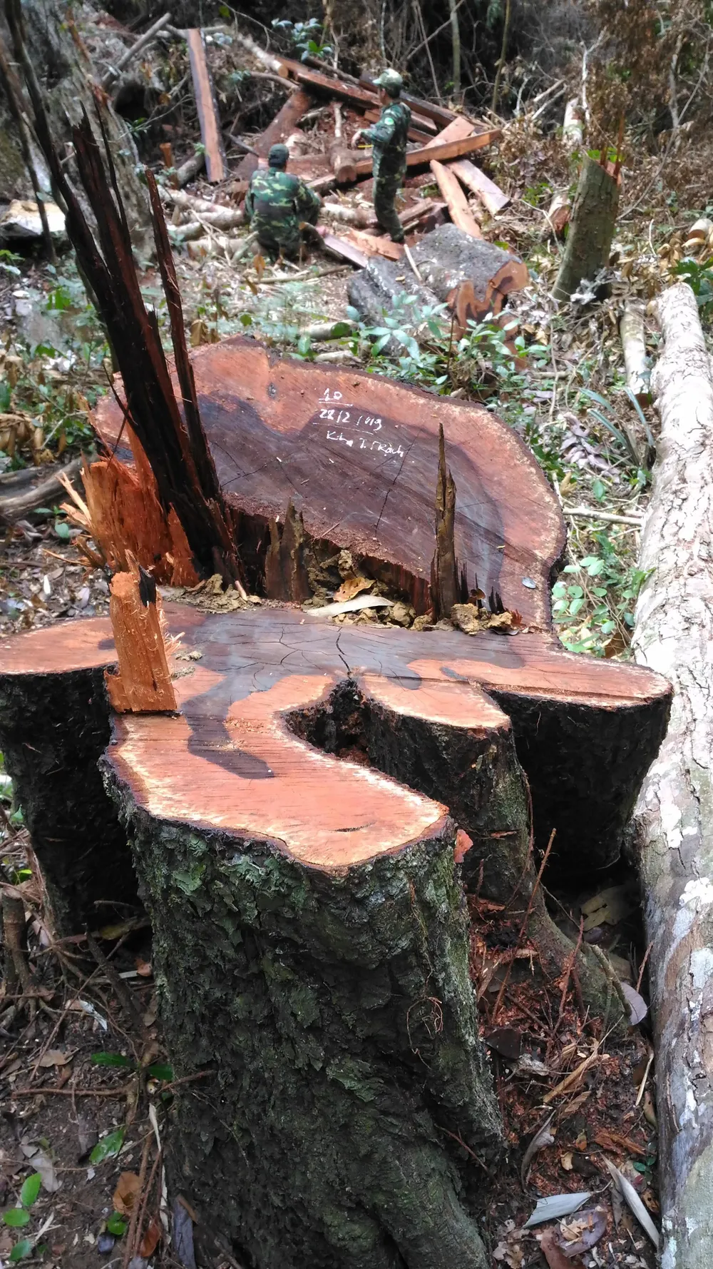 Lập đoàn liên ngành điều tra vụ phá rừng di sản Phong Nha - Kẻ Bàng ảnh 2