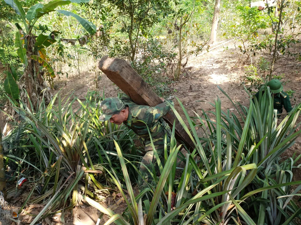 Phát hiện 3 hầm gỗ mun "khủng" ở biên giới Thượng Trạch ảnh 7