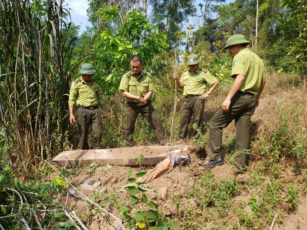 Phát hiện 3 hầm gỗ mun "khủng" ở biên giới Thượng Trạch ảnh 2