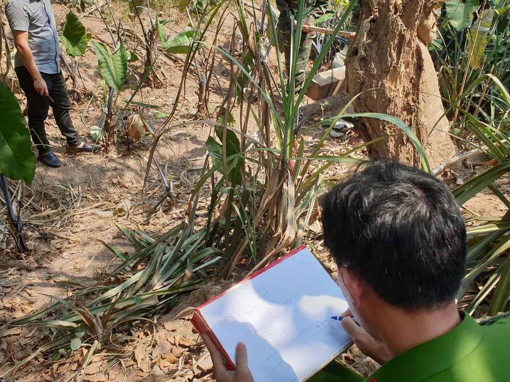 Phát hiện 3 hầm gỗ mun "khủng" ở biên giới Thượng Trạch ảnh 3