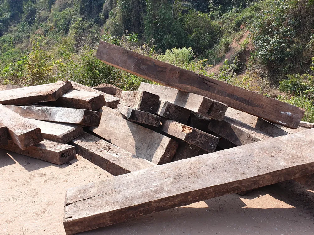 Một phần gỗ mun lậu đã được lực lượng chức năng đánh số