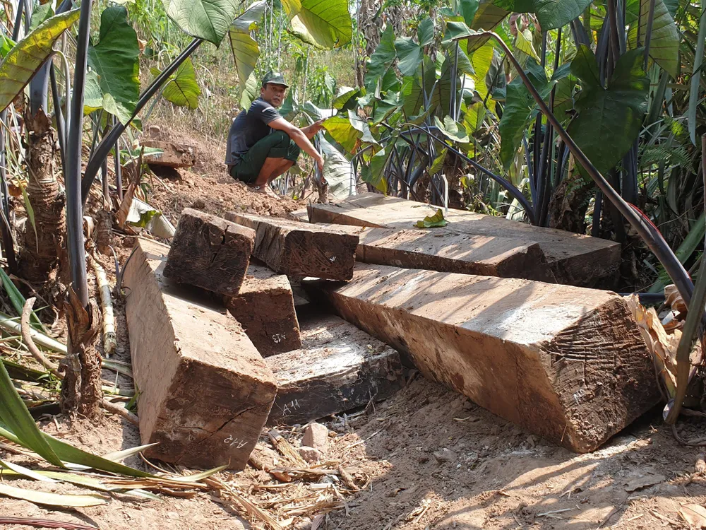 Phát hiện 3 hầm gỗ mun ở bản Cu Tồn ảnh 2