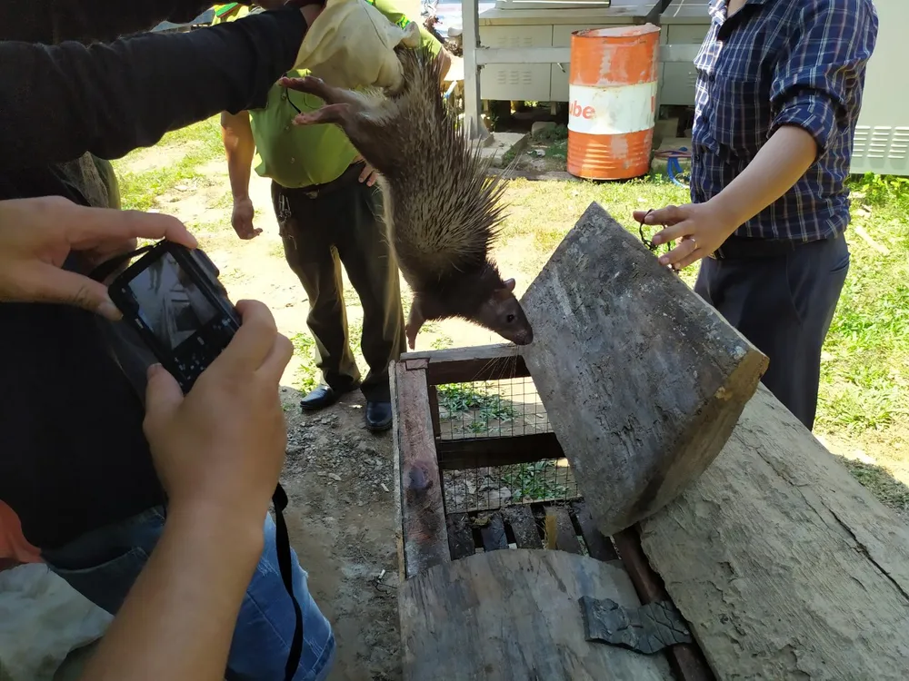 Quảng Bình: Tạm giữ nhiều động vật rừng nuôi nhốt trái phép ảnh 1