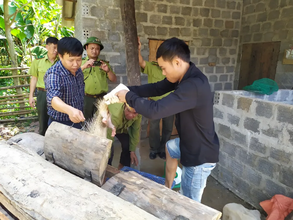 Quảng Bình: Tạm giữ nhiều động vật rừng nuôi nhốt trái phép ảnh 2