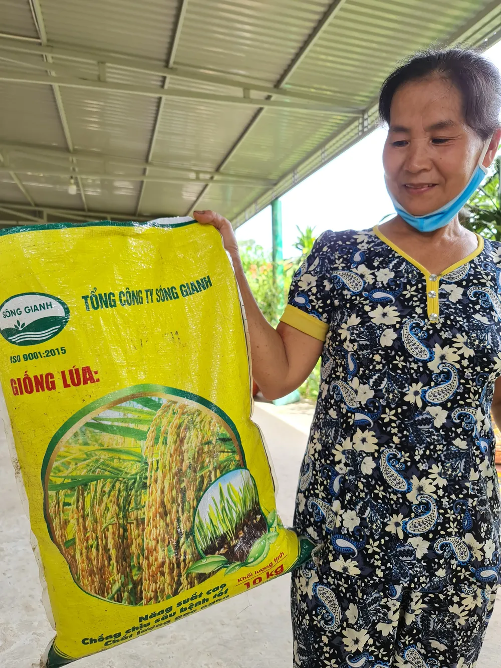 Lúa lép không phải do giống mà do ruộng của người dân!? ảnh 4