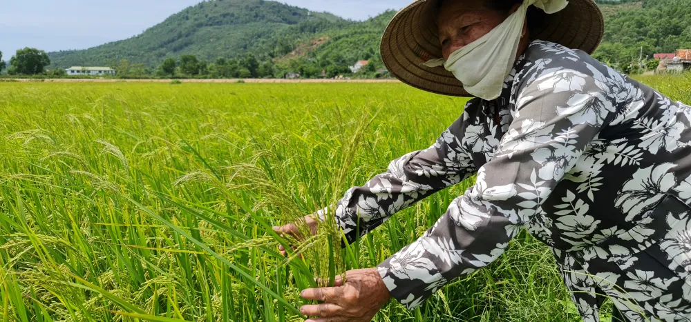 Lúa lép không phải do giống mà do ruộng của người dân!? ảnh 1