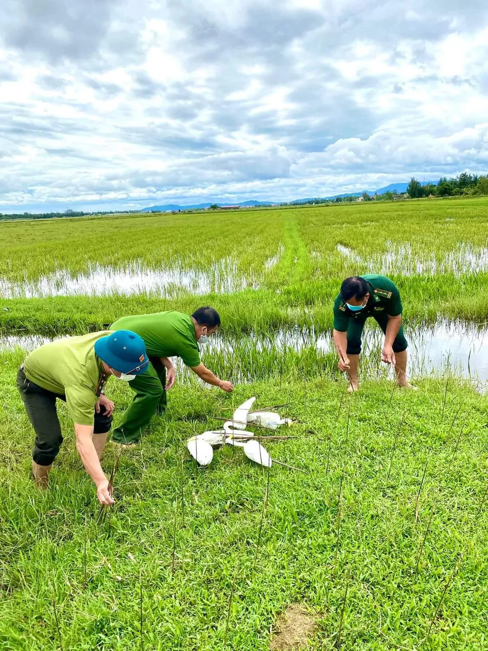 Quảng Bình: Đồng loạt tháo gỡ hàng chục ngàn bẫy chim tự nhiên ảnh 4