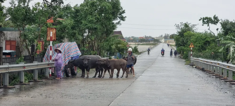Quảng Bình: Lũ lên mức báo động III, hàng ngàn ngôi nhà bị ngập lụt ảnh 6