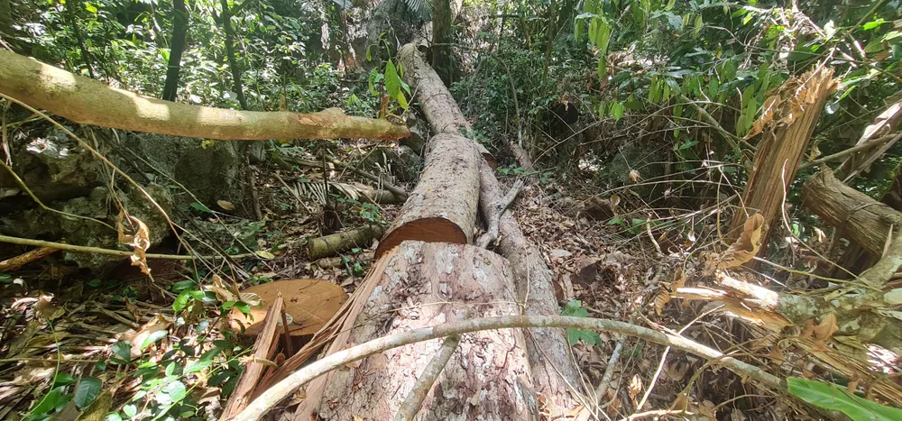 UBND tỉnh Quảng Bình yêu cầu xử lý nghiêm vụ việc phá rừng phòng hộ huyện Quảng Ninh