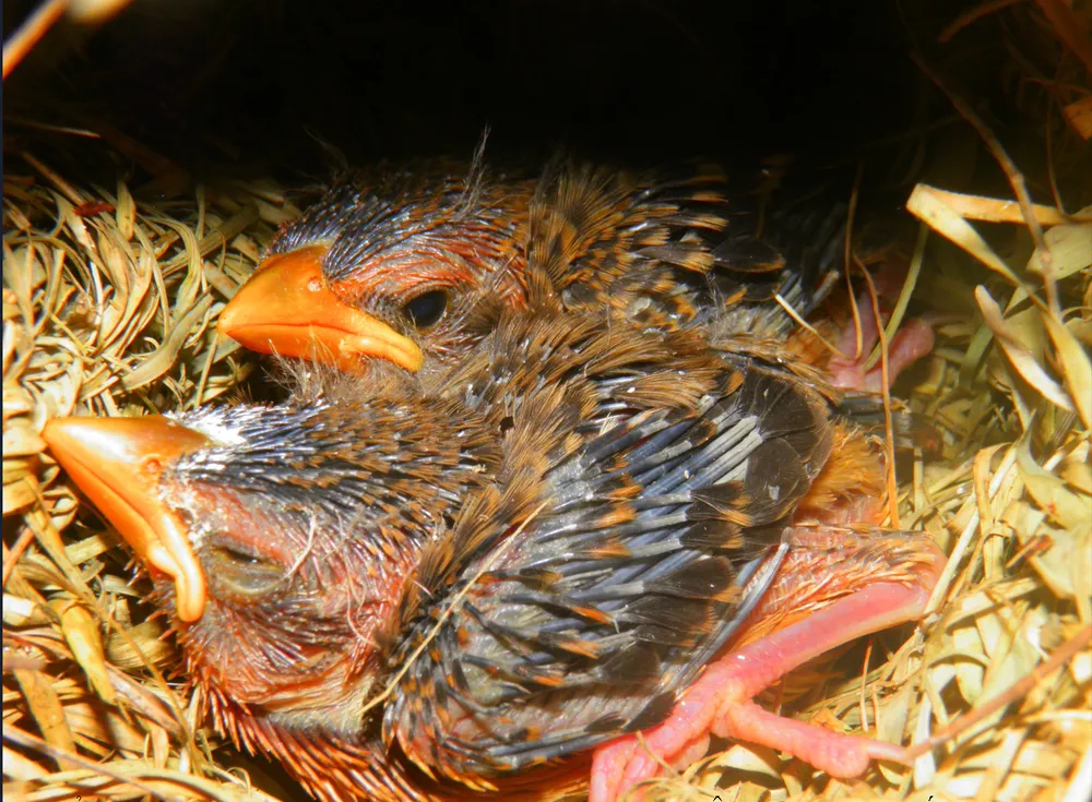 Hai vợ chồng nông dân bảo vệ chim trời ở phá Hạc Hải  ảnh 4