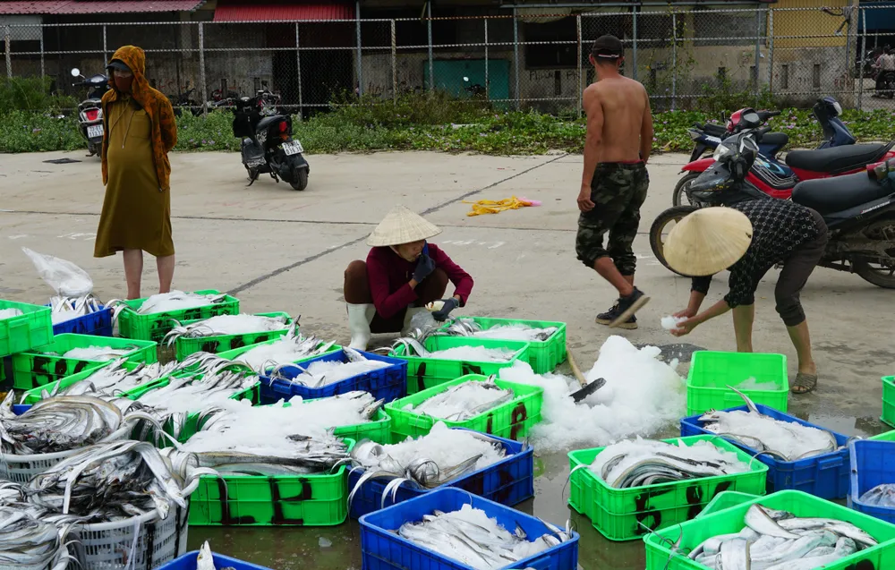 Quảng Bình: Tàu từ Hoàng Sa vào bờ trú bão số 4, mang theo cá đầy khoang ảnh 1