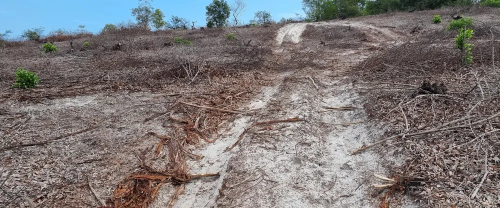 Cục Kiểm lâm vào cuộc kiểm tra vụ phá hơn 12ha rừng ảnh 2