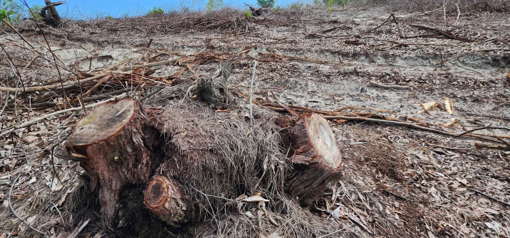 Cục Kiểm lâm vào cuộc kiểm tra vụ phá hơn 12ha rừng ảnh 1