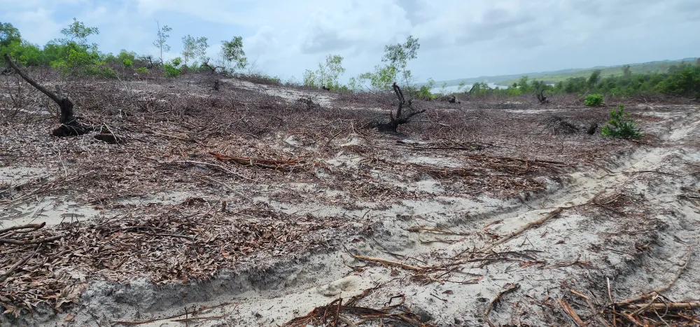 Cục Kiểm lâm vào cuộc kiểm tra vụ phá hơn 12ha rừng ảnh 3