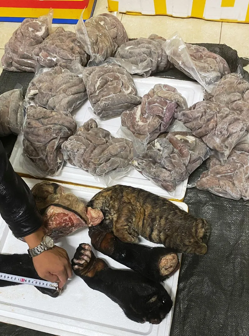 Xe khách vận chuyển hổ con, chân gấu và thịt hổ ảnh 1