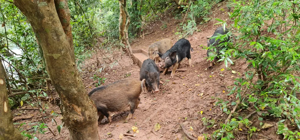 Đúng 16 giờ mỗi ngày, đàn heo rừng tìm về suối Chà Rào ăn muối