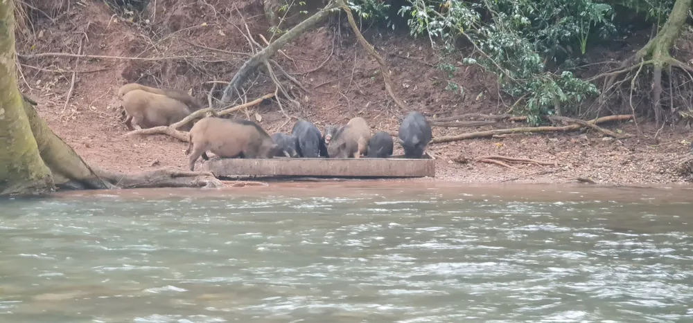 Bốn năm qua nhà chị Thăn chưa mất con heo rừng nào