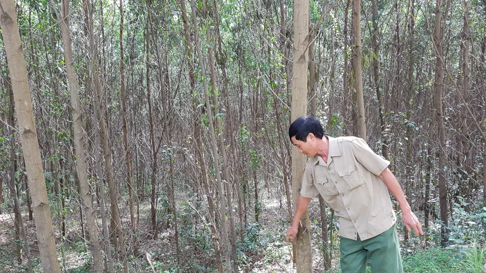 Người dân 6 tỉnh Bắc Trung Bộ ngày càng có cuộc sống tốt hơn nhờ kinh tế rừng trồng